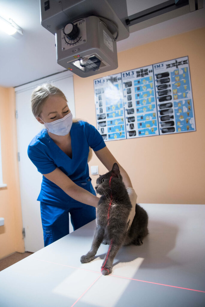 Veterinarin? su ka?iuku galerijos nuotrauka